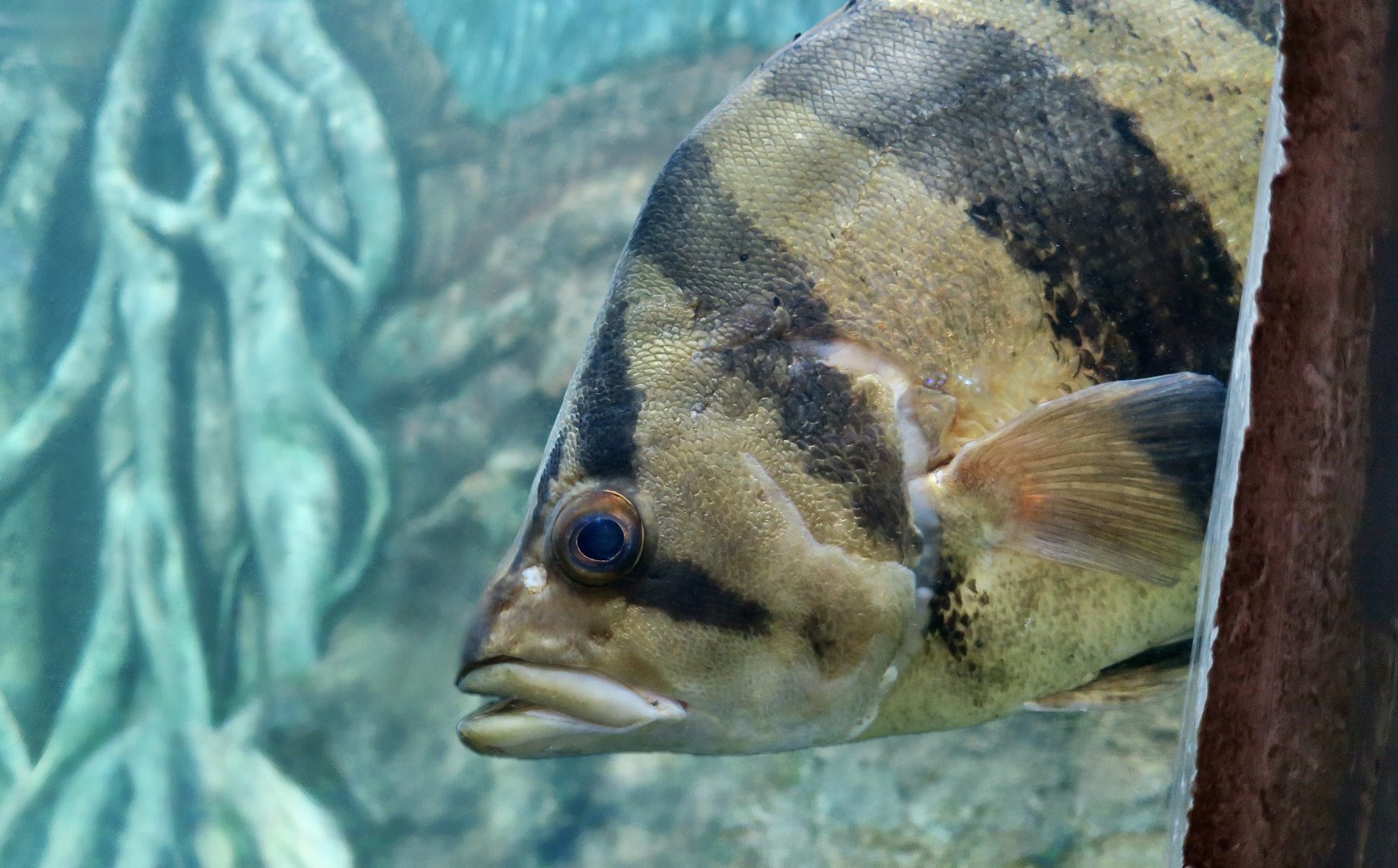 Indonesian Tiger Perch (Datnioides microlepis)