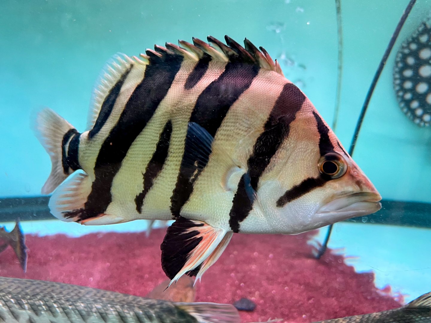 Indonesian Tiger Perch (Datnioides microlepis)