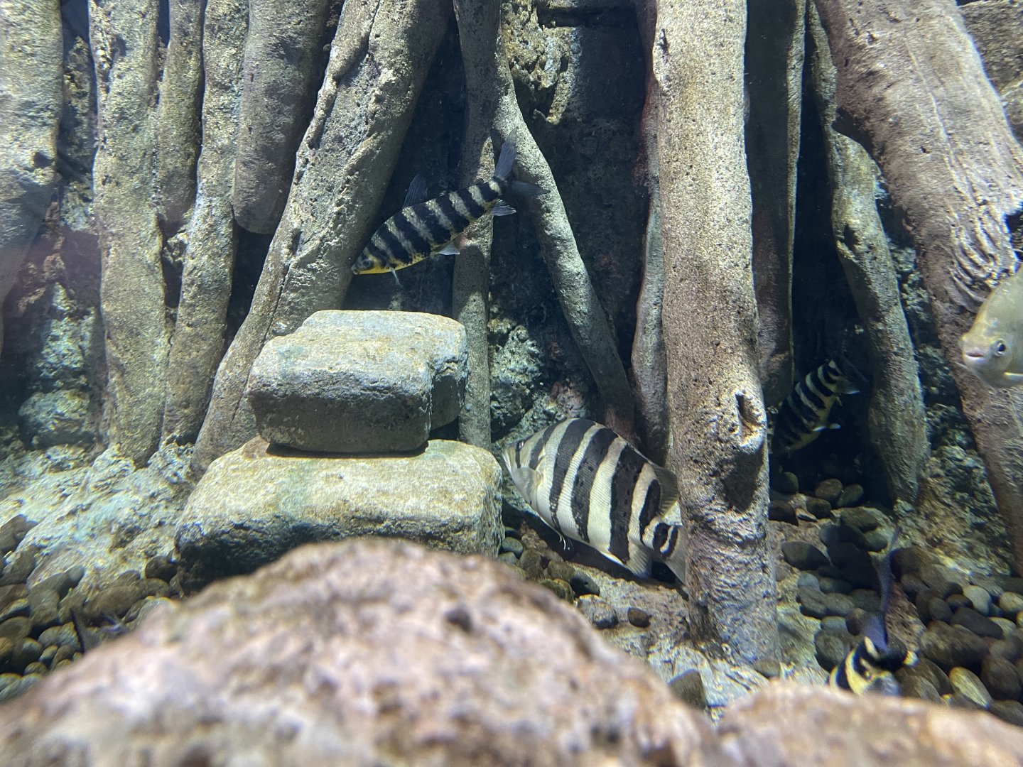 indonesian tigerfish (datnoides microlepis) - BX Sea
