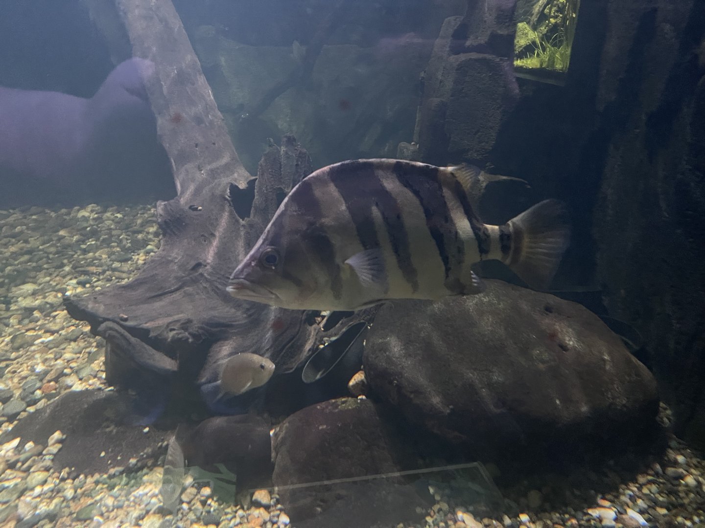 indonesian tigerfish (datnoides microlepis) - dunia air tawar