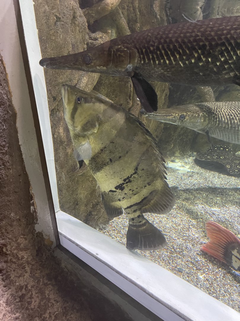 indonesian tigerfish (datnoides microlepis)