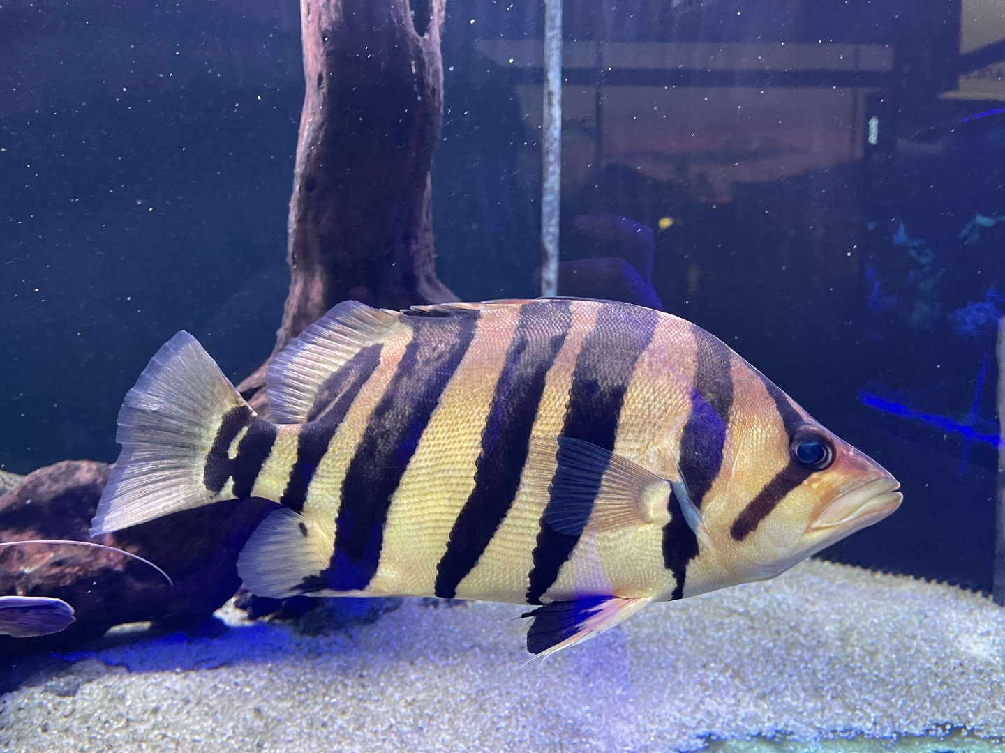 indonesian tigerfish (datnoides microlepis)
