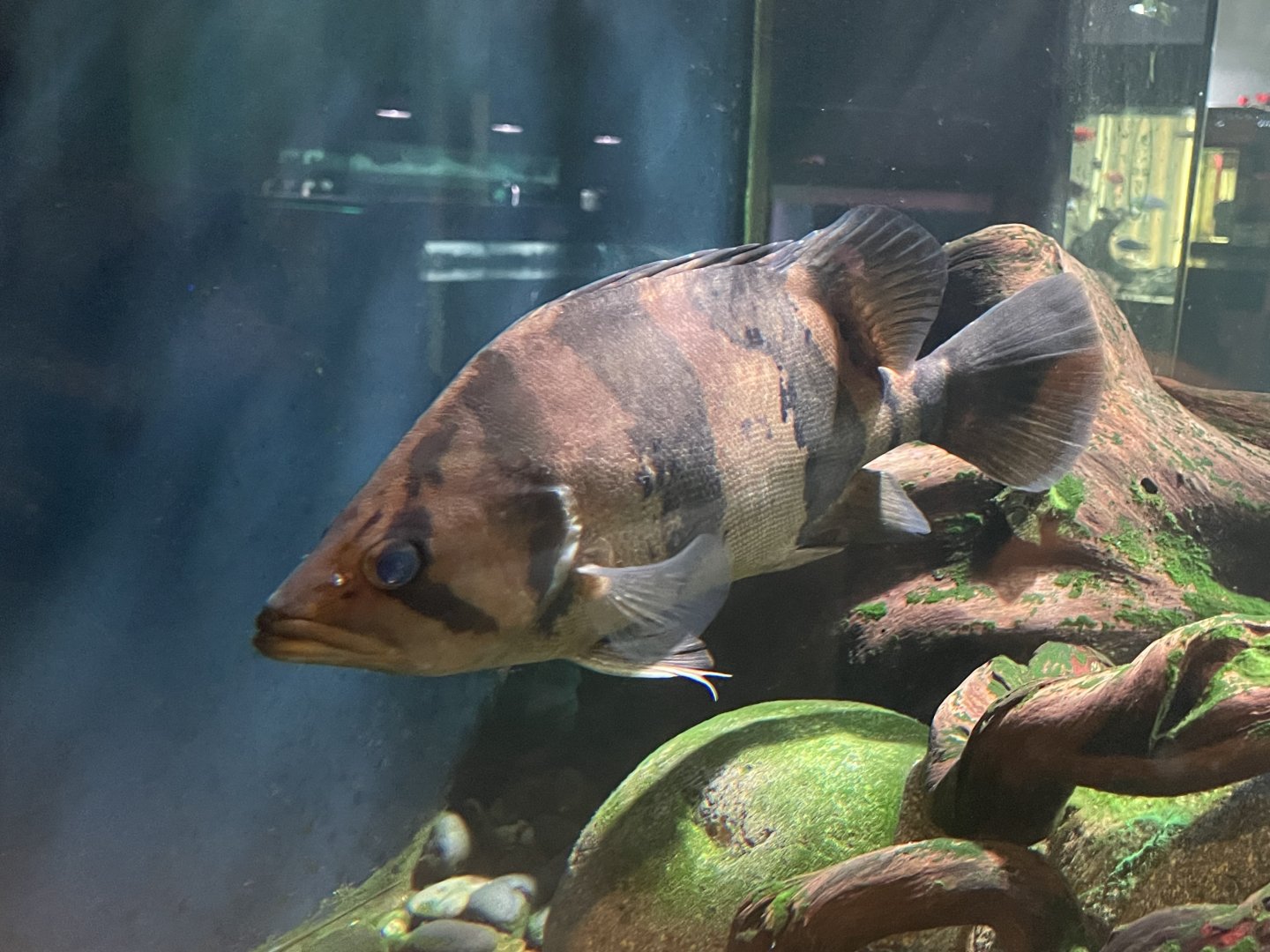 indonesian tigerfish (datnoides microlepis)