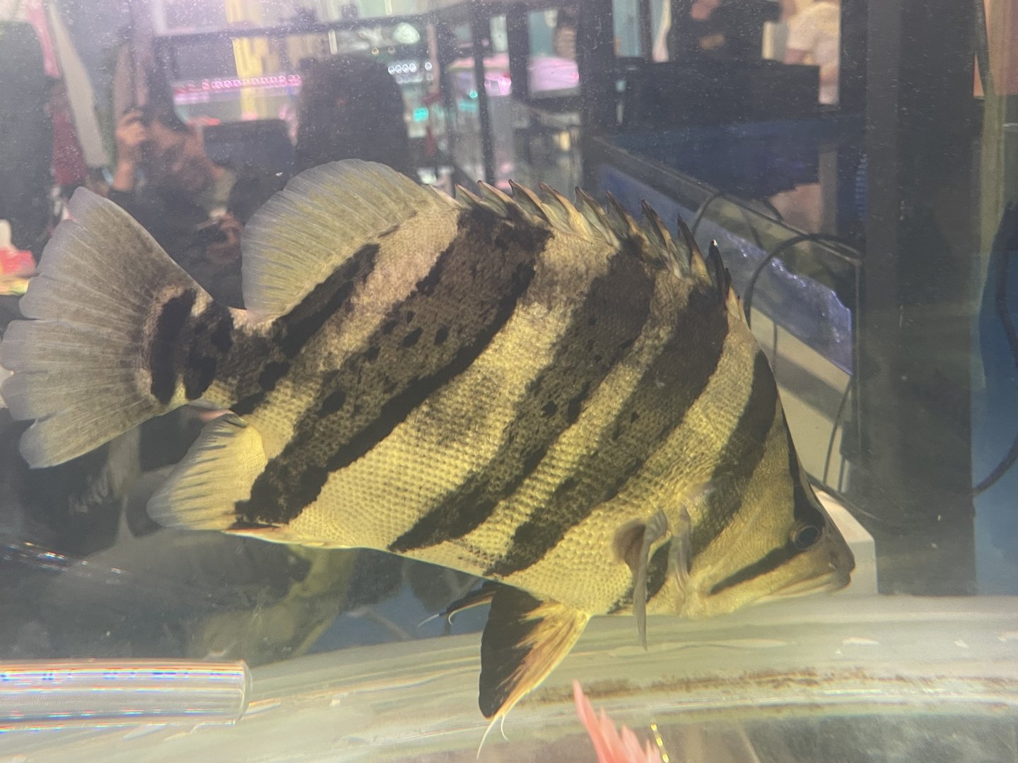 indonesian tigerfish (datnoides microlepis)