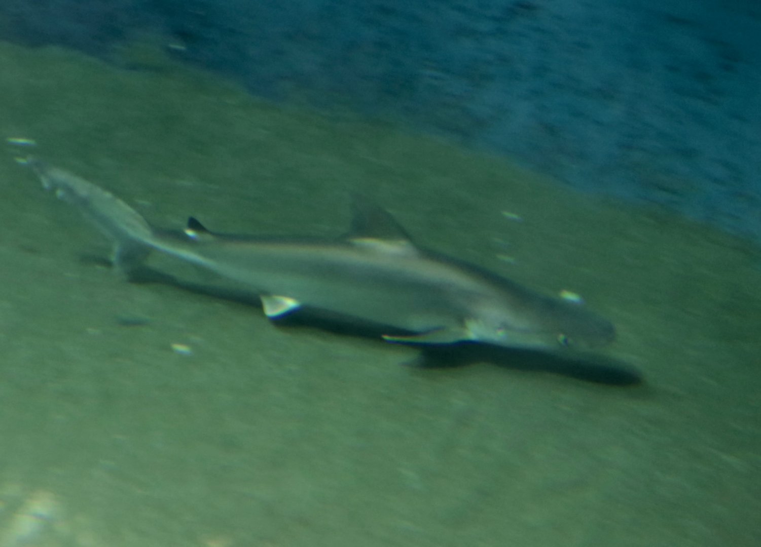 Indonesian Whaler Shark (Carcharhinus tjutjot)