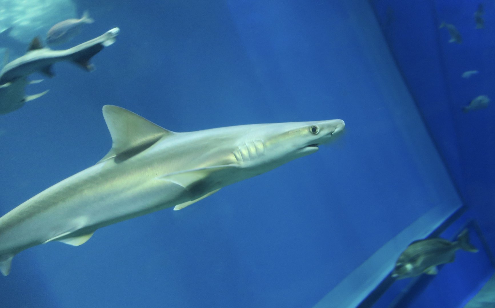 Indonesian Whaler Shark (Carcharhinus tjutjot)