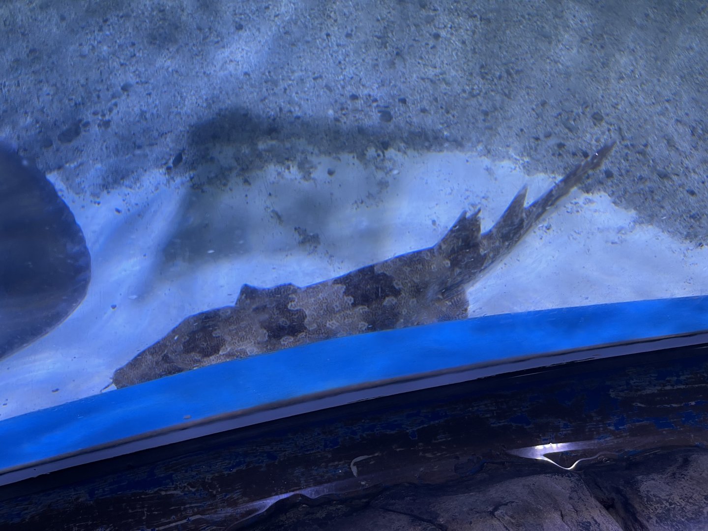 indonesian wobbegong (orectolobus leptolineatus)