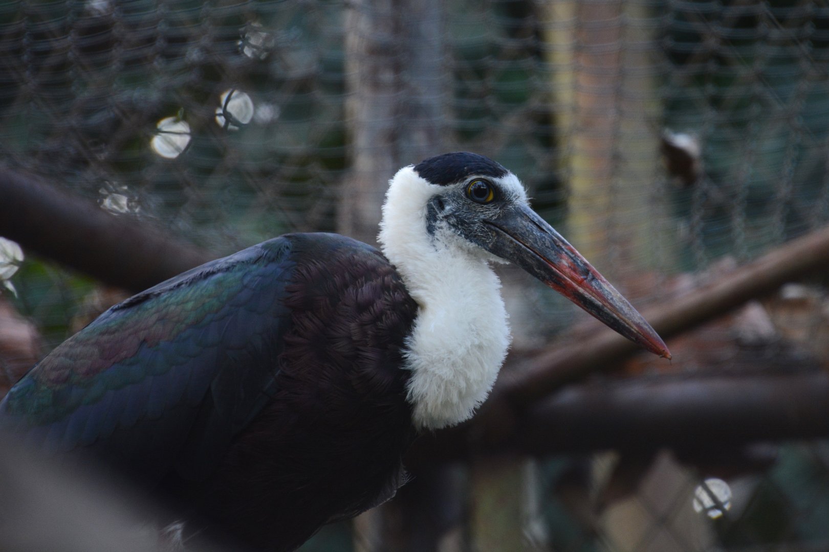 Indonesian woolly-necked stork (Ciconia episcopus neglecta)