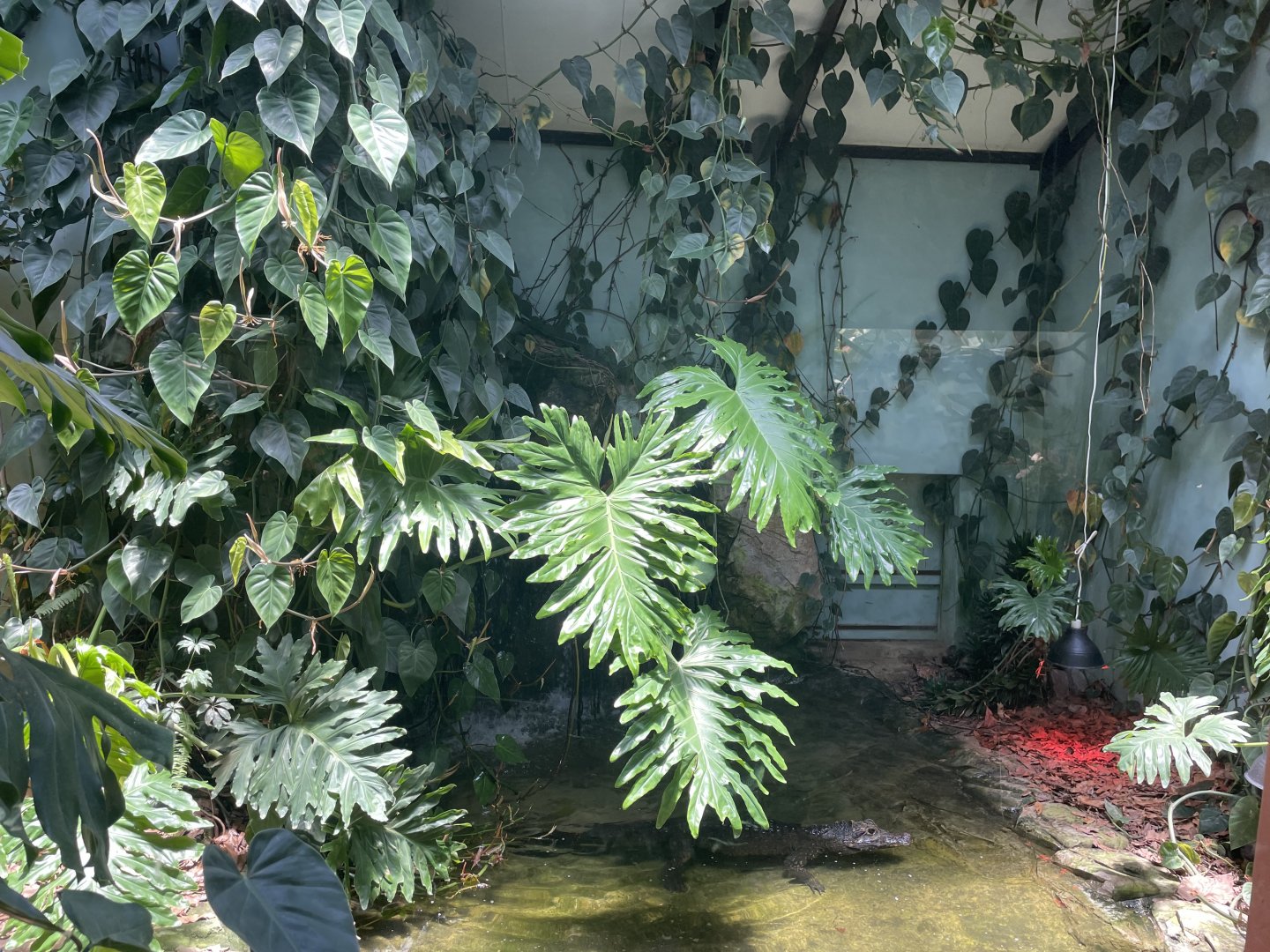 Indoor African Dwarf Crocodile Exhibit (Osteolaemus tetraspis)