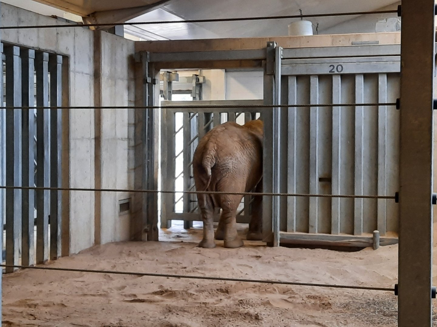 Indoor African Elephant 2