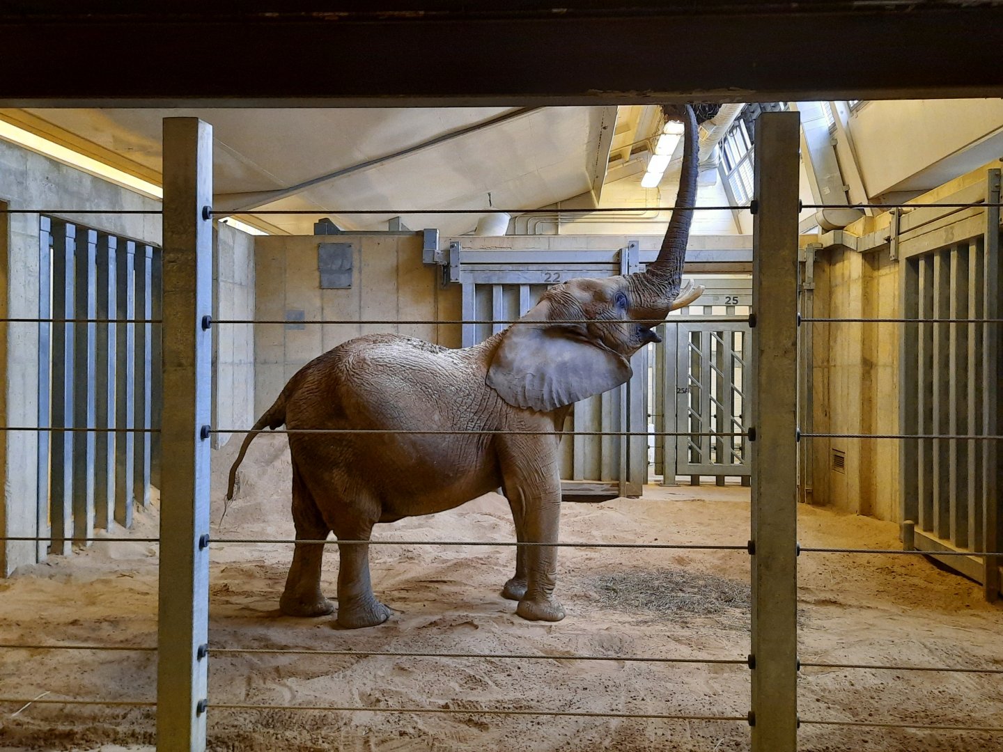 Indoor African Elephant