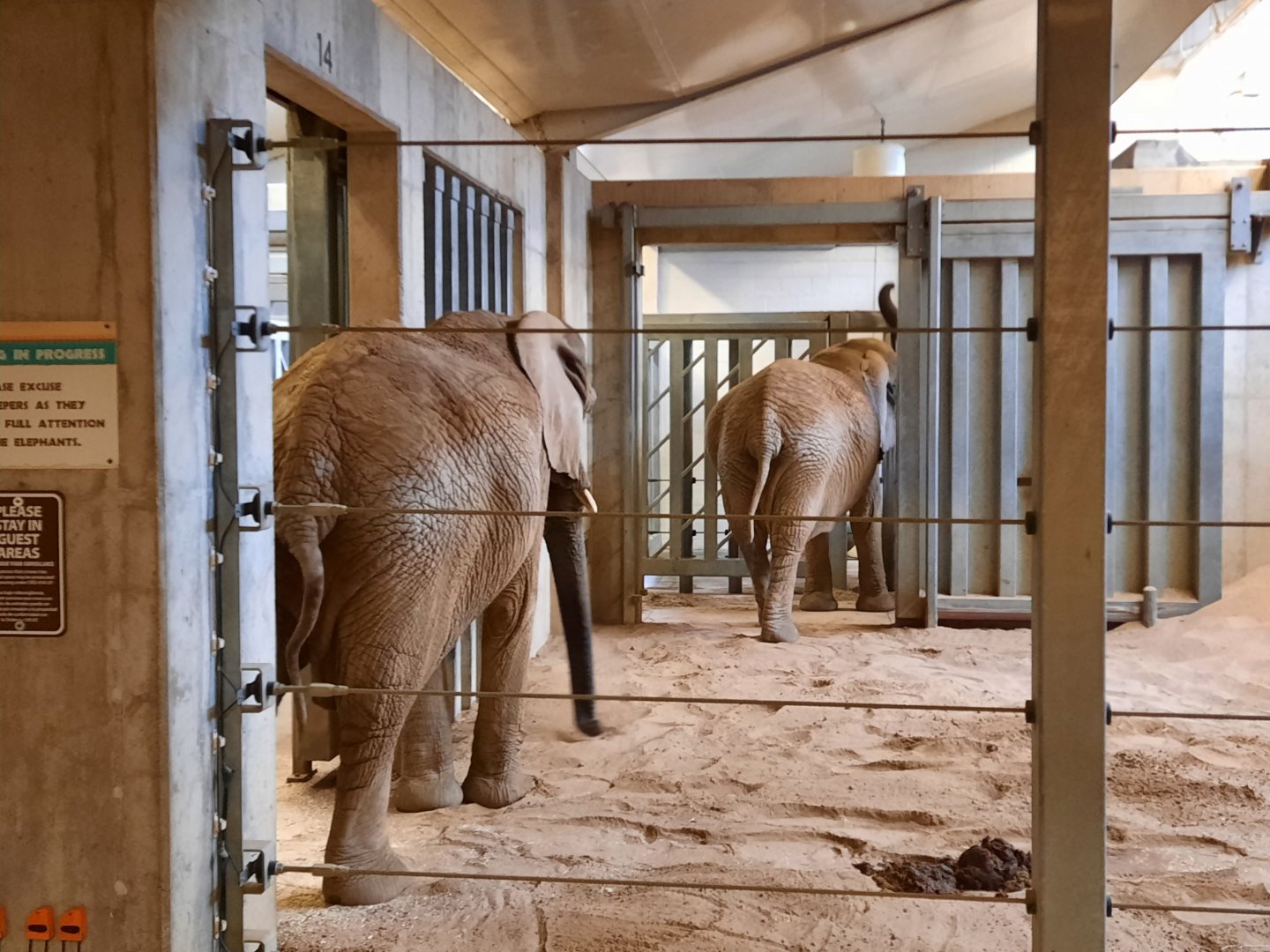 Indoor African Elephants 3