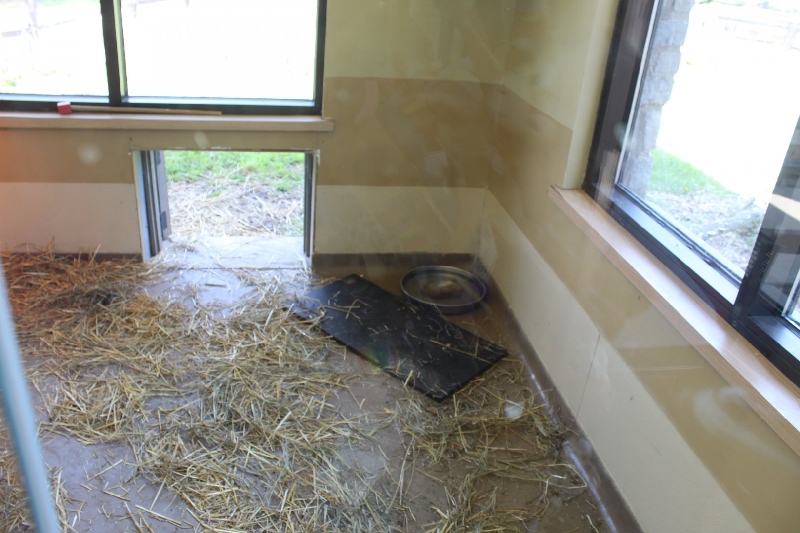 Indoor African Spurred Tortoise Indoor Exhibit (Inside Gift Shop)