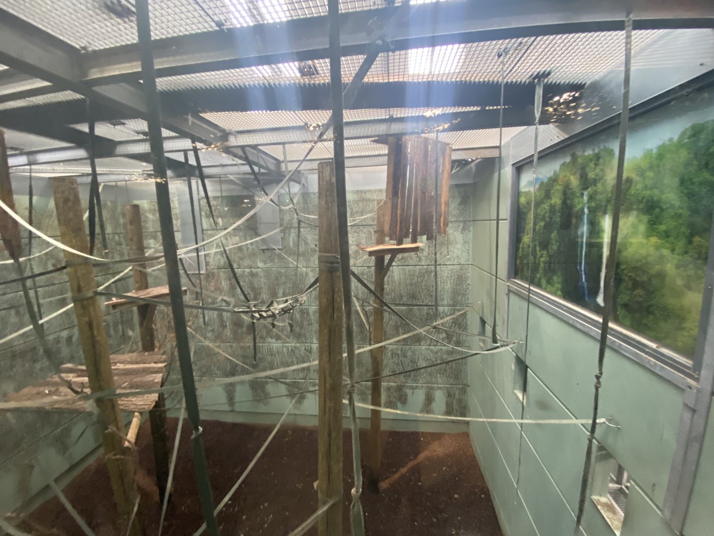 Indoor Agile gibbon enclosure