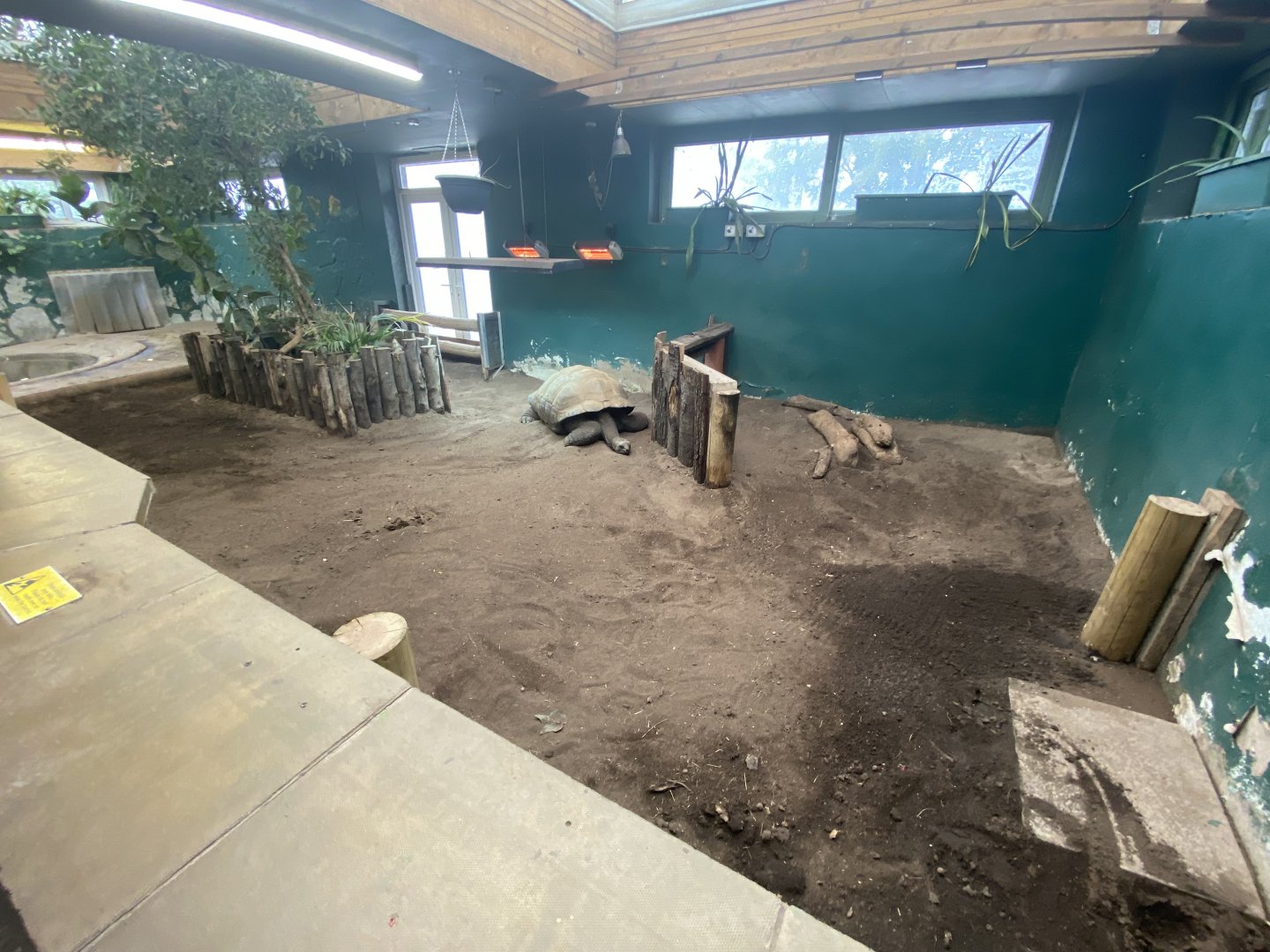 Indoor Aldabra giant tortoise enclosure