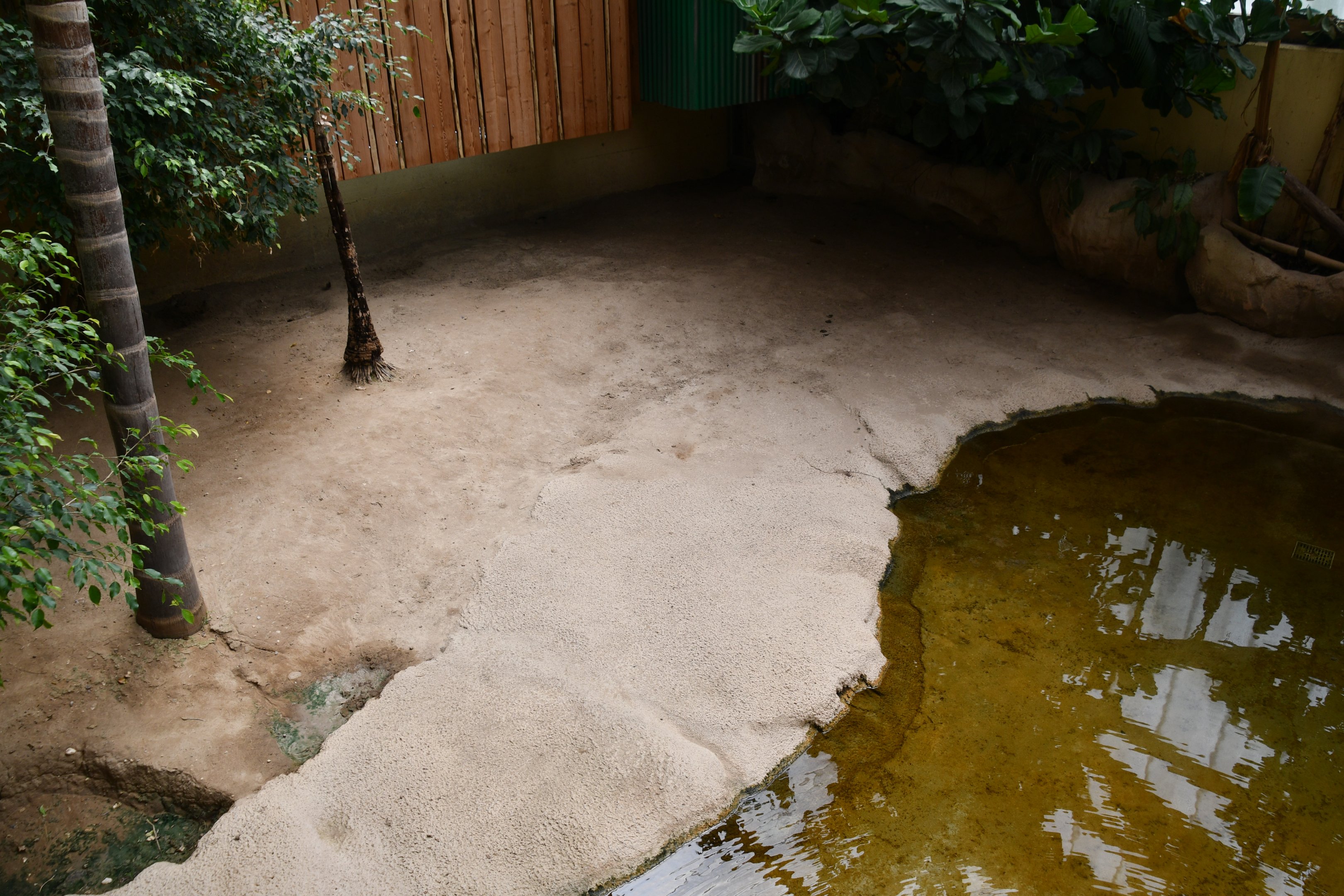 indoor Aldabra Giant Tortoise exhibit (House of Giants)