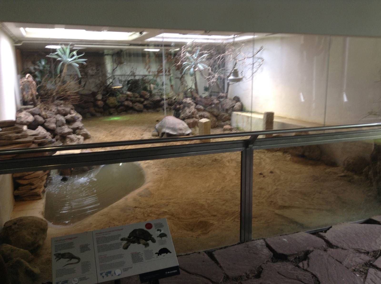 Indoor Aldabra Tortoise Enclosure.