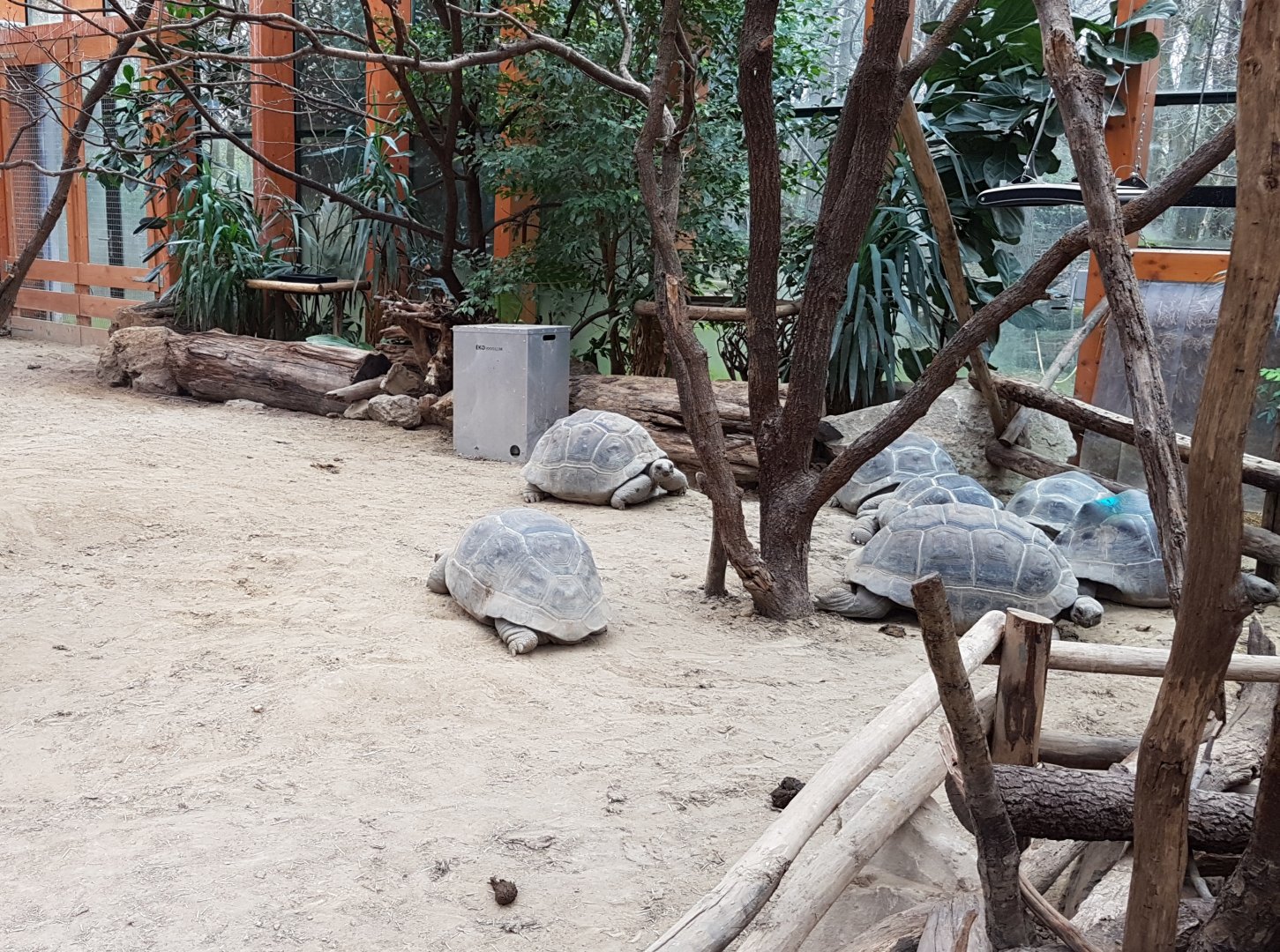 Indoor Aldabra tortoise-enclosure