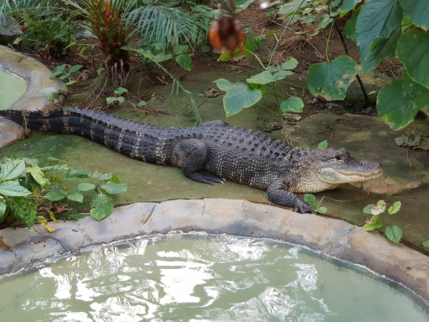 Indoor alligator (Alligator mississippiensis),