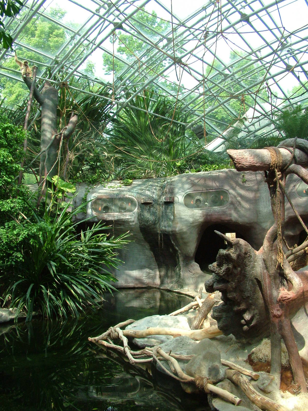 Indoor ape exhibit at Prague, 24/05/10