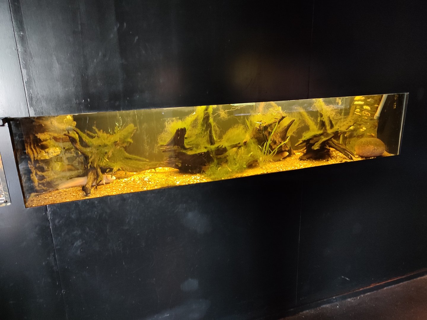 Indoor area - axolotl aquarium