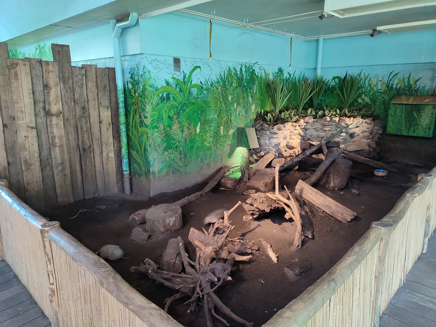 Indoor area - big hairy armadillo enclosure