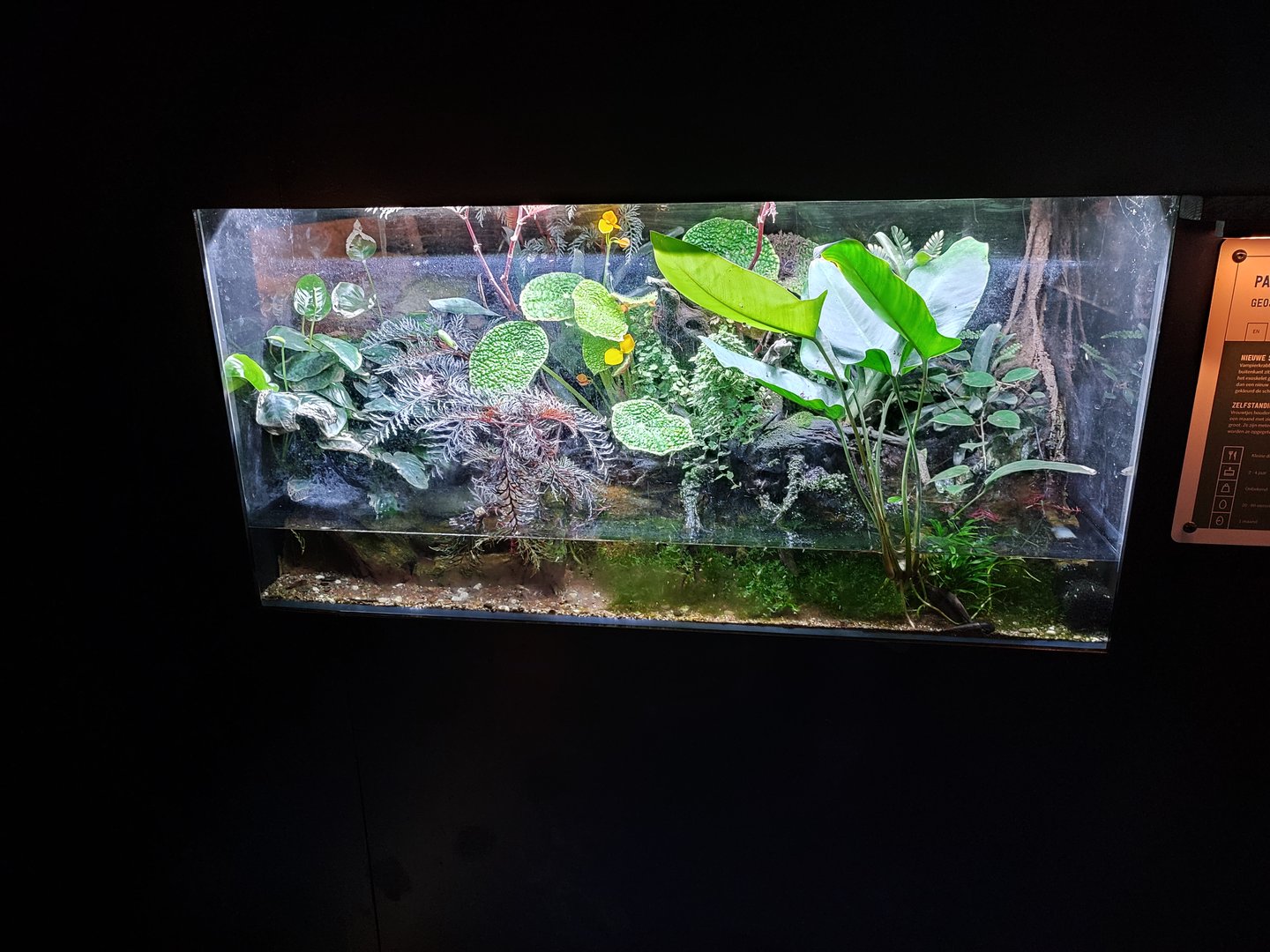 Indoor area - blue vampire crab paludarium