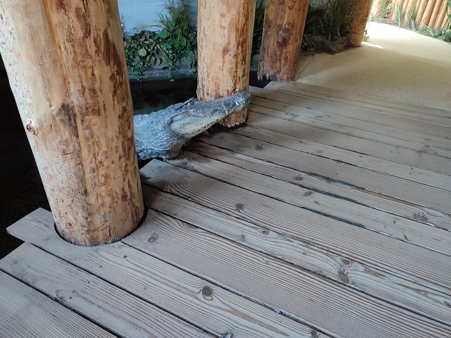 Indoor area - fake Nile crocodile