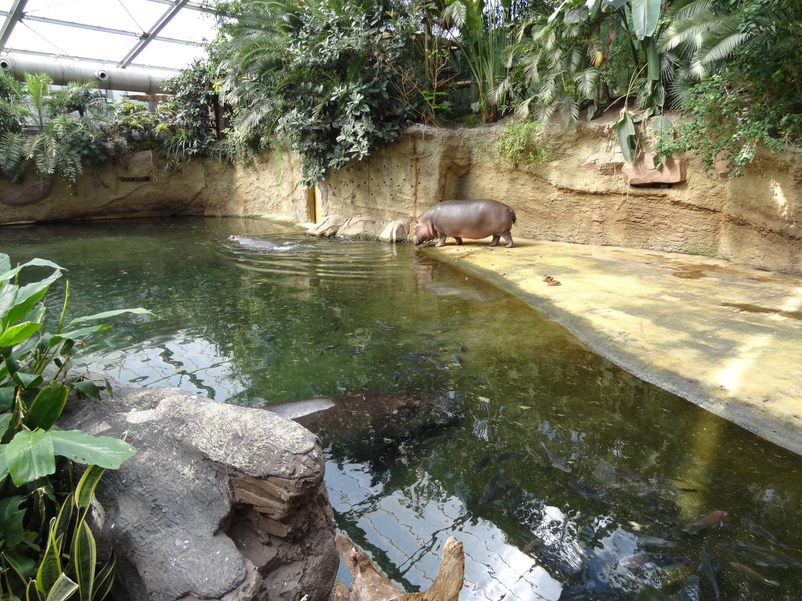 Indoor area for common hippo
