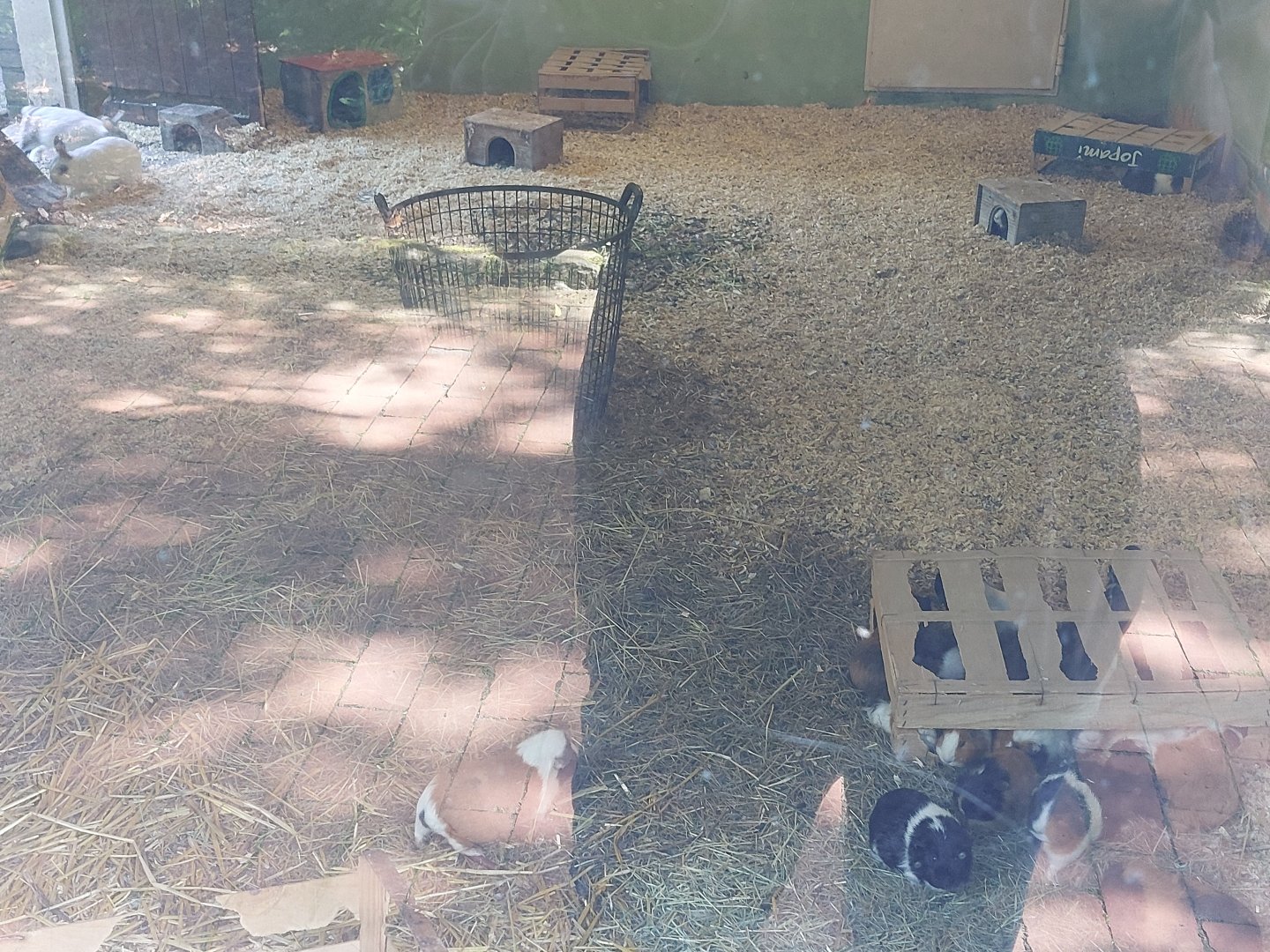 Indoor area for domesticated guinea pigs and rabbits