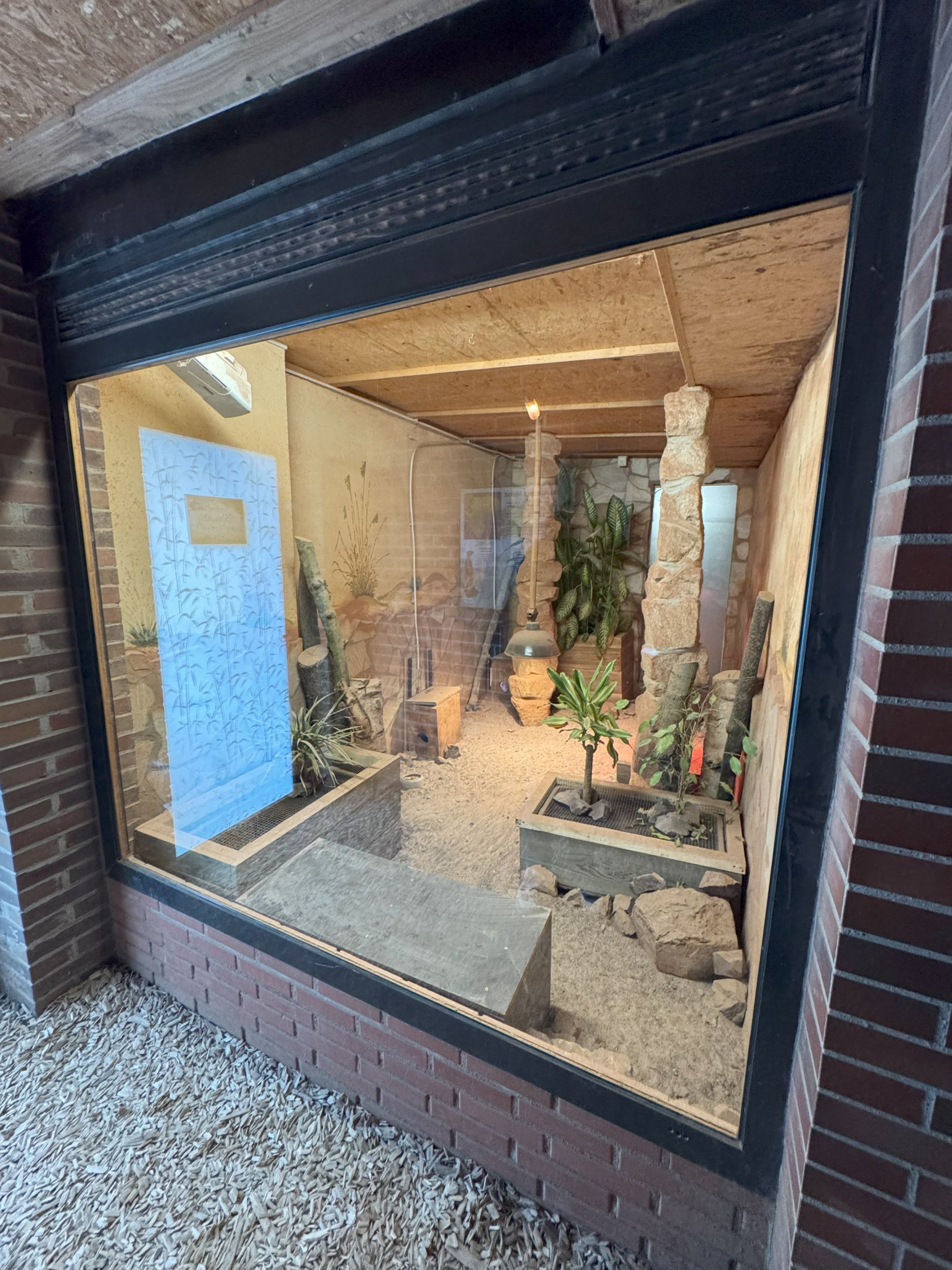 Indoor area for meerkats (Suricata suricatta)