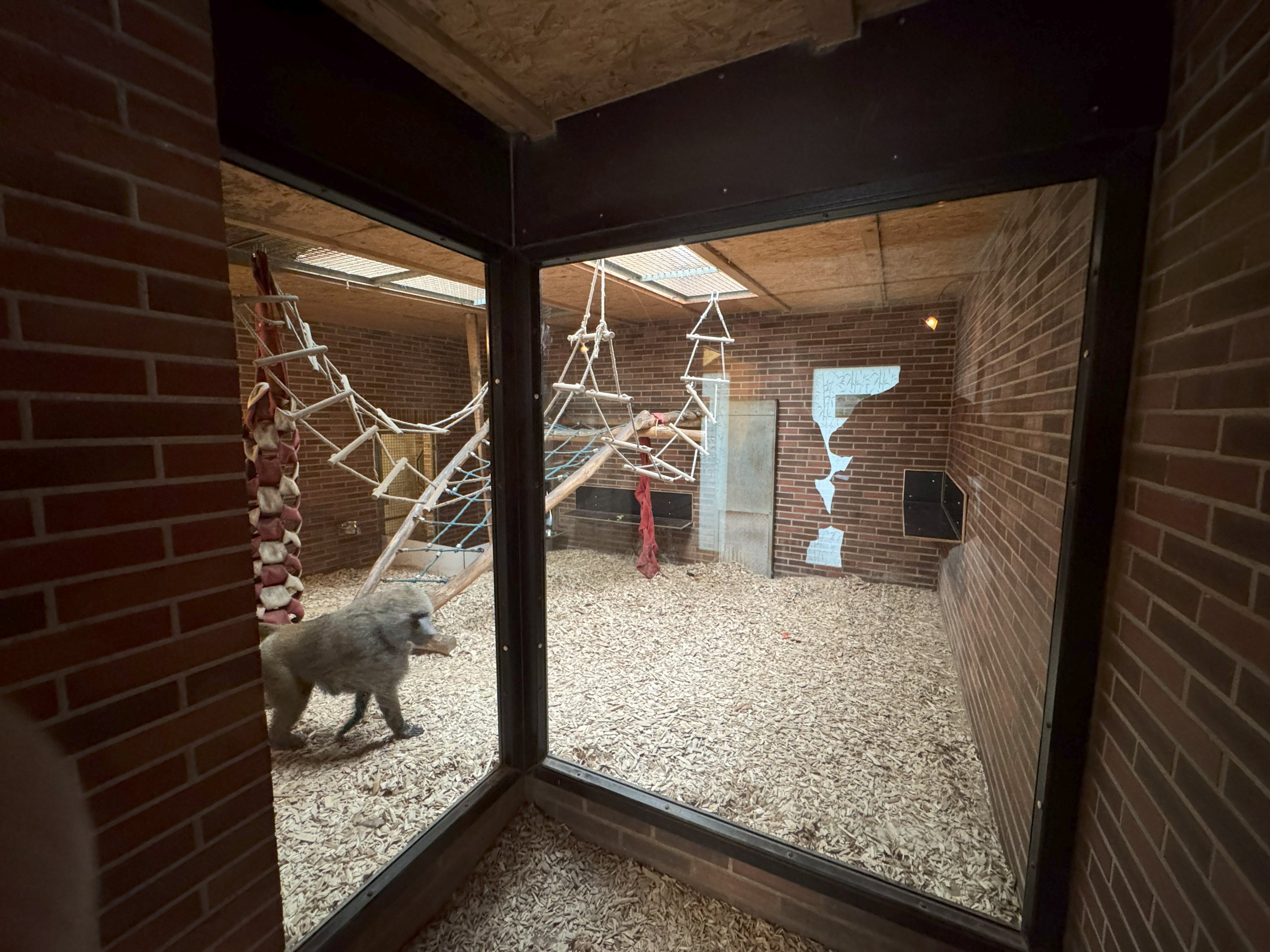 Indoor area for Olive baboon (Papio anubis)