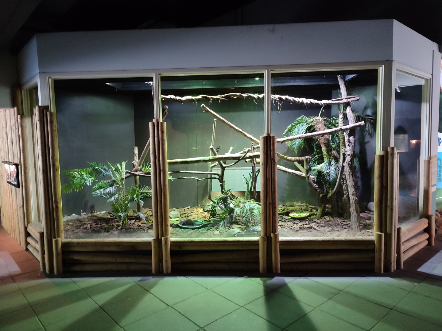 Indoor area - green iguana and red-footed tortoise enclosure