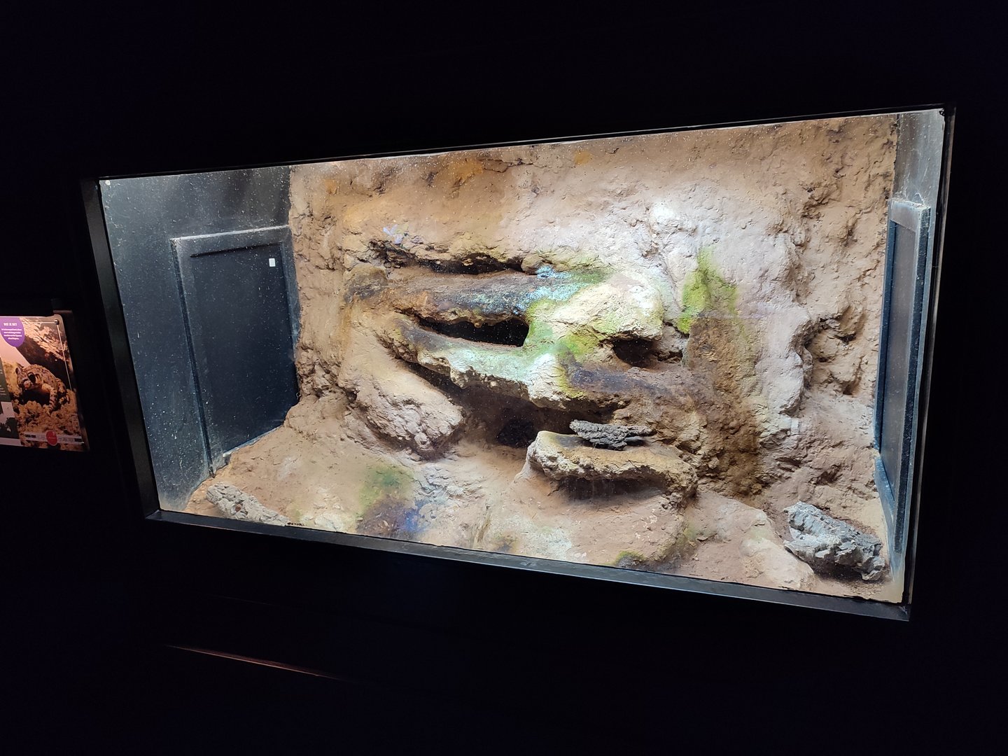 Indoor area - Majorcan midwife toad terrarium