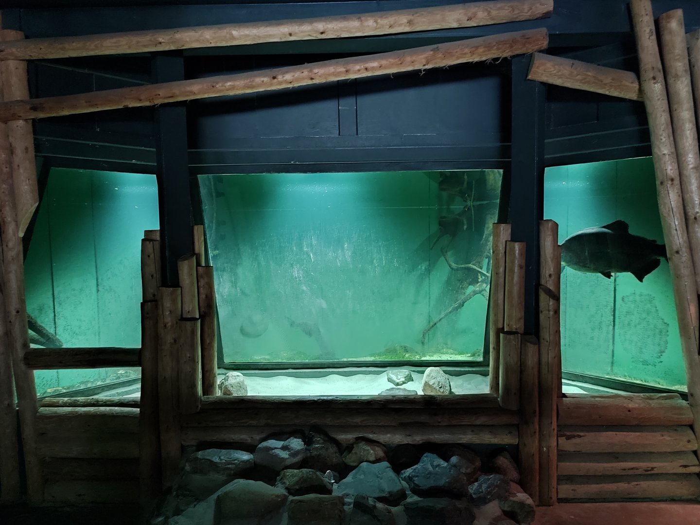 Indoor area - pacu aquarium