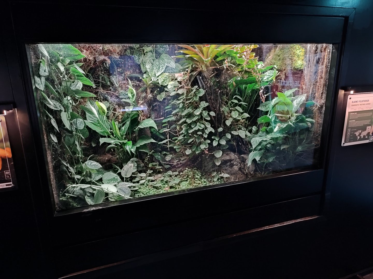 Indoor area - poison dart frog terrarium