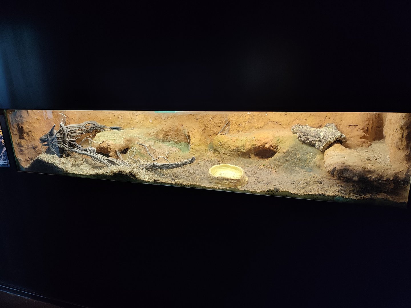 Indoor area - Portuguese fire salamander terrarium