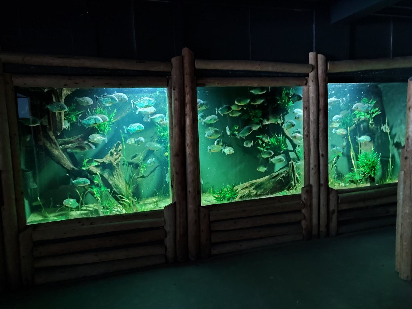 Indoor area - red-bellied piranha aquarium