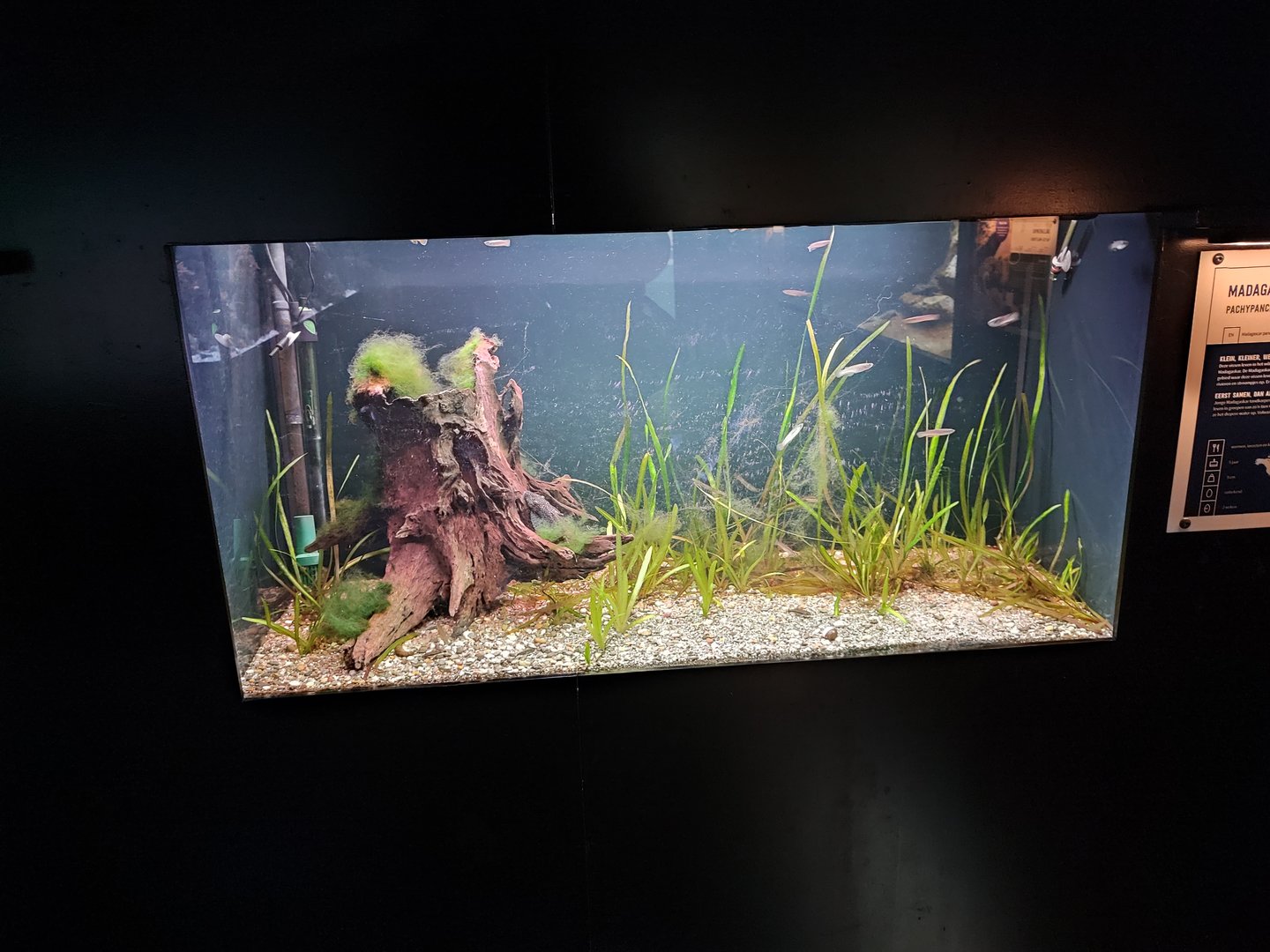 Indoor area - red madagascar panchax aquarium