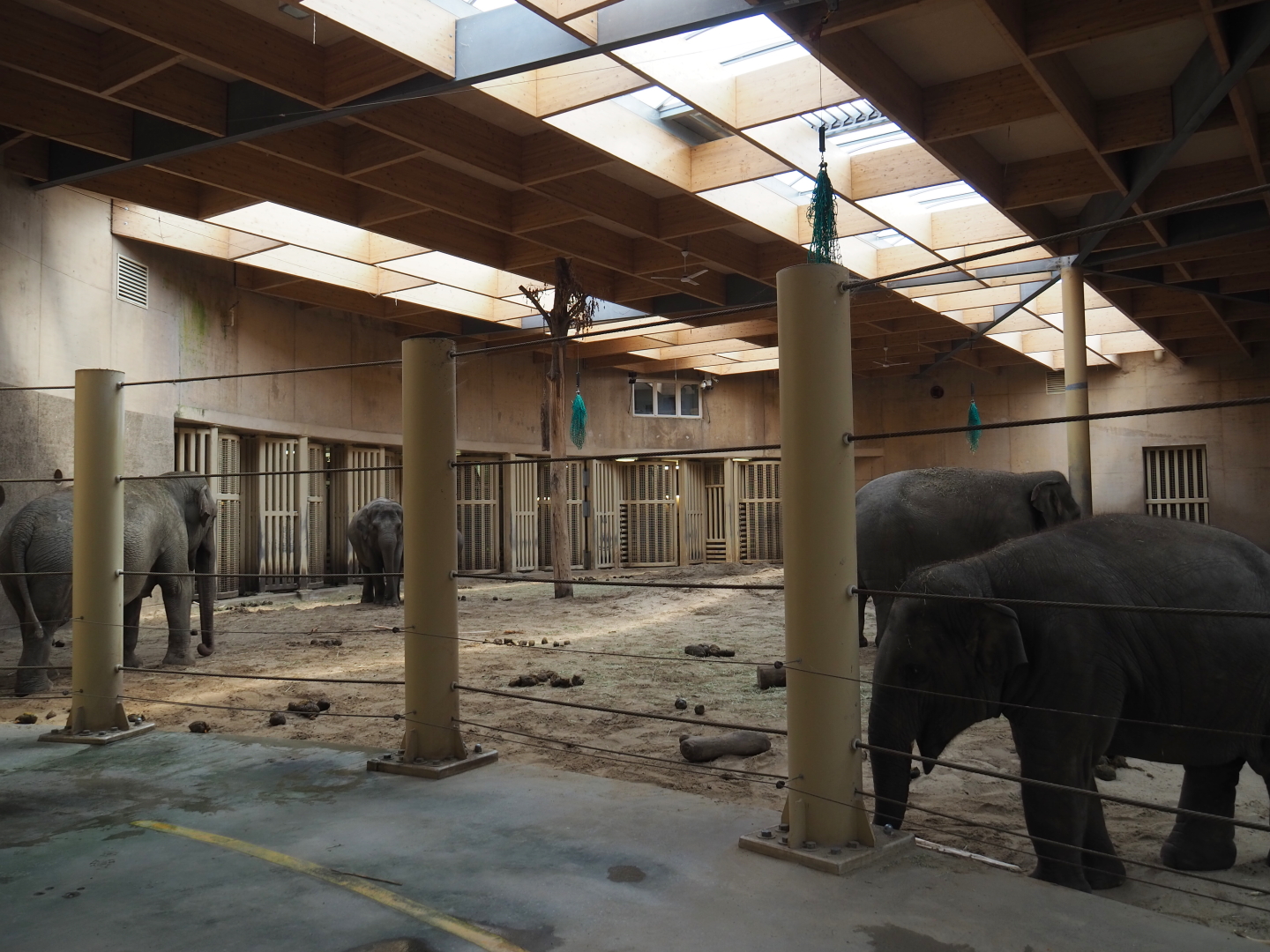 Indoor Asian elephant paddock, 2021-07-20