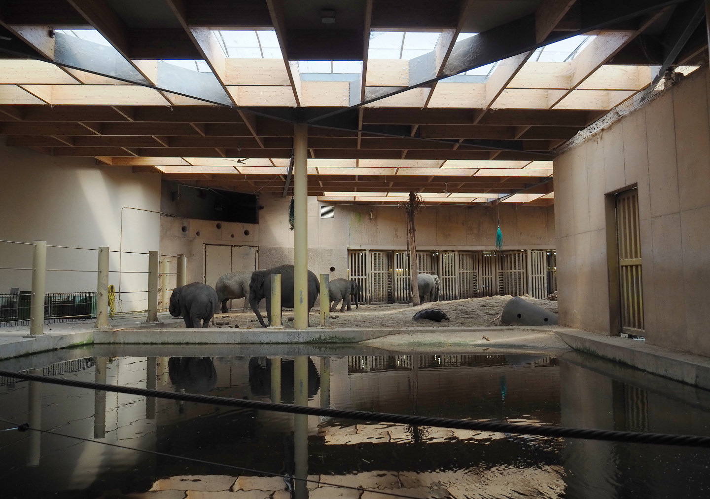 Indoor Asian elephant pool and indoor exhibit, 2021-07-20
