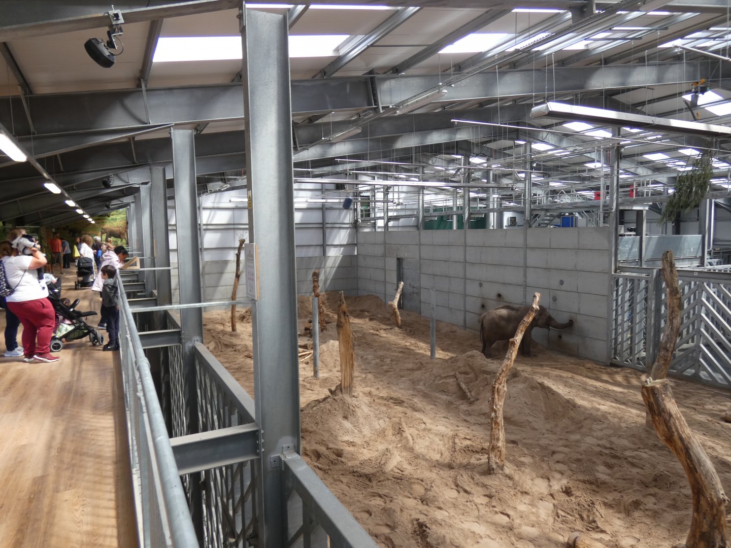 Indoor Asian Elephant viewing area