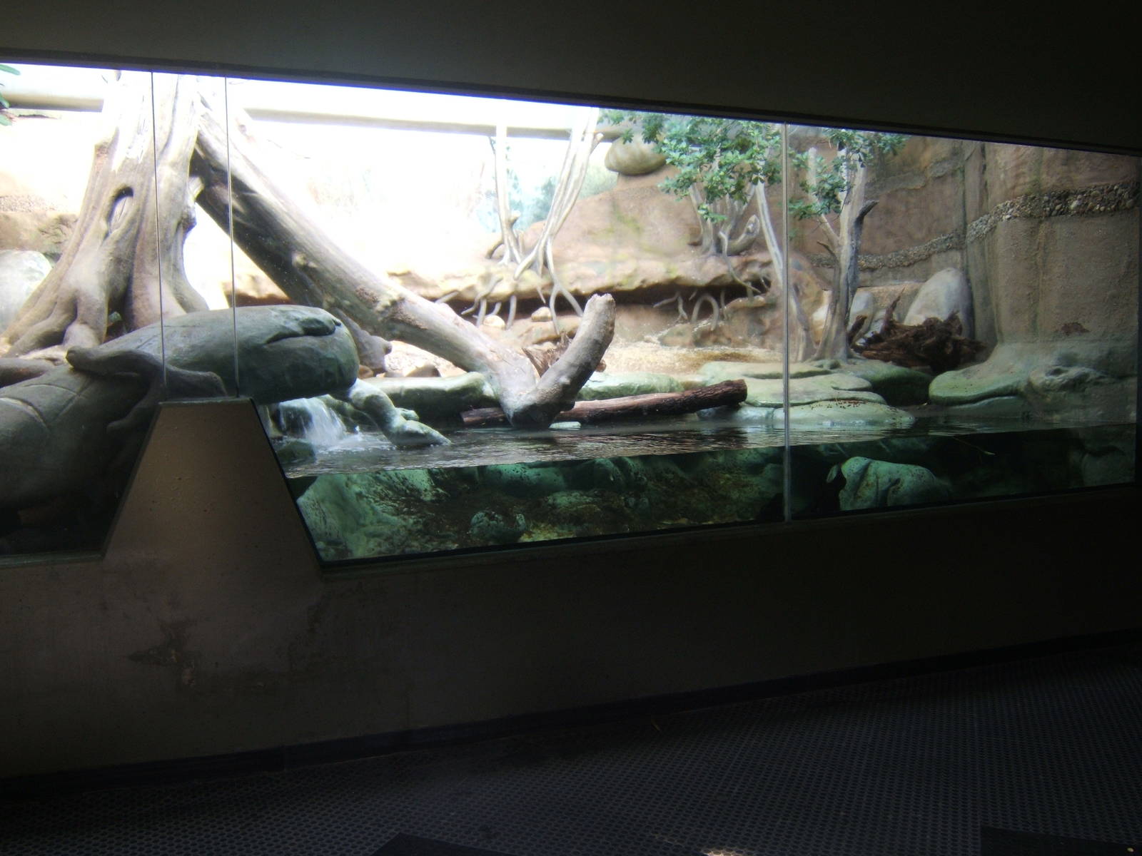 Indoor Asian Short-clawed Otter enclosure