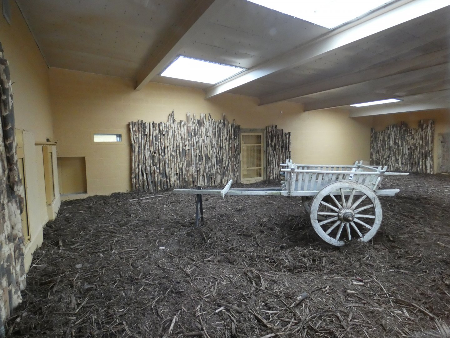 Indoor Asiatic Lion enclosure