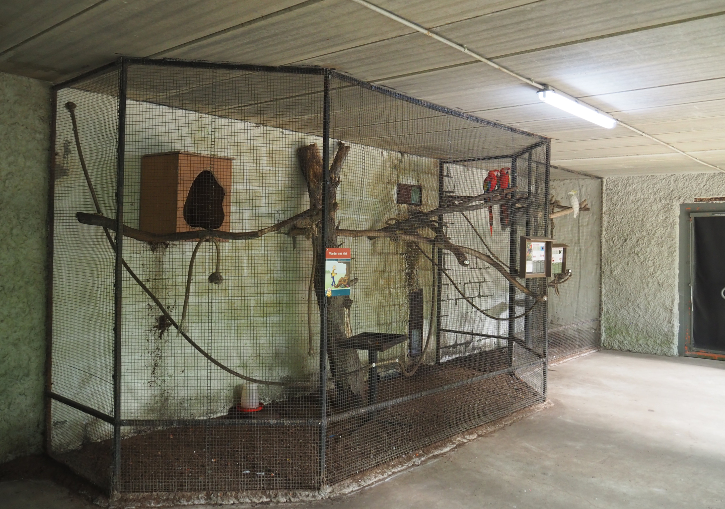 Indoor aviaries Scarlet macaws and Eleonora sulphur-crested cockatoos, 2020-06-20