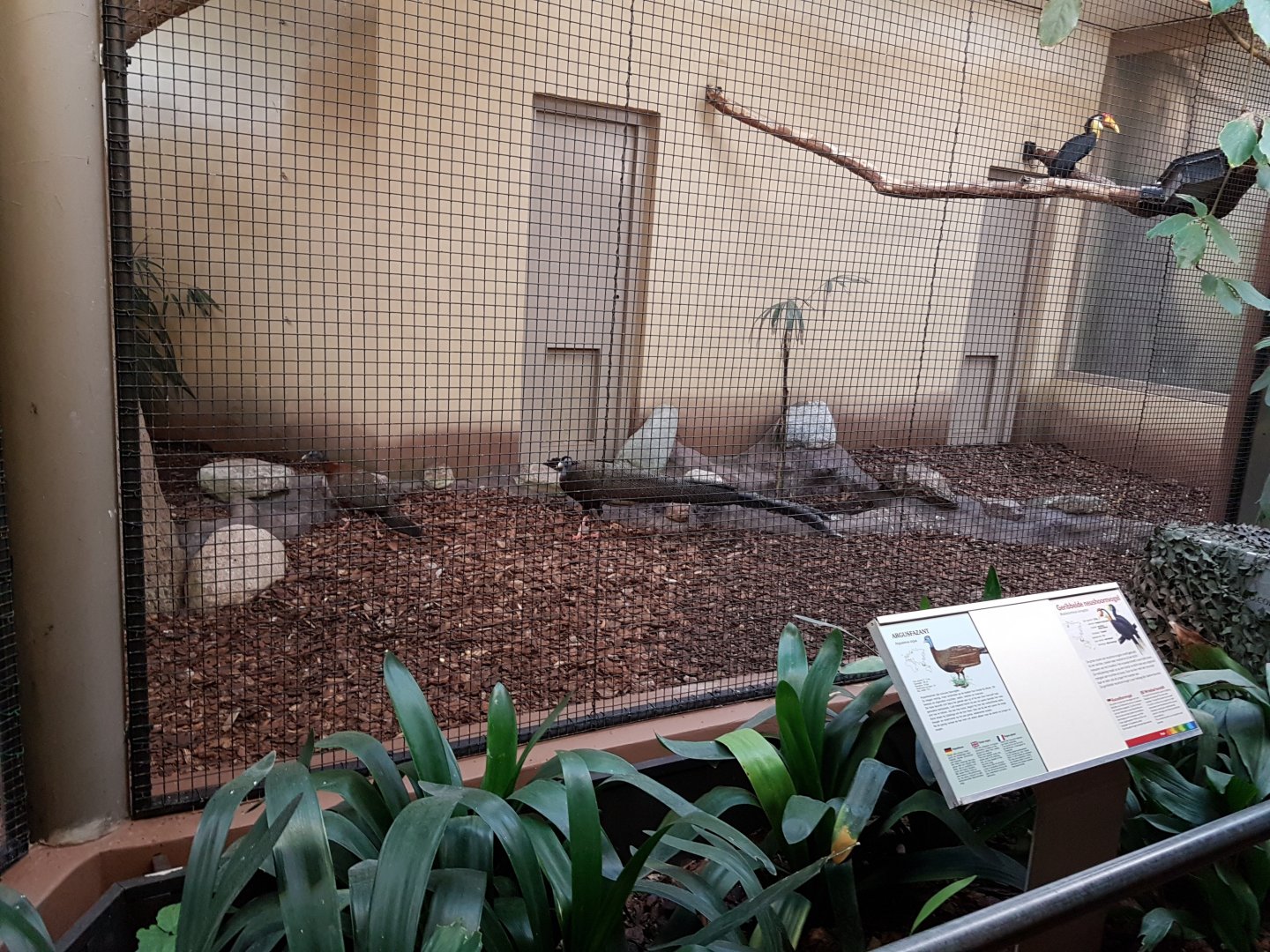 Indoor-aviary Birdhouse - Argus pheasant and Wrinkled hornbill