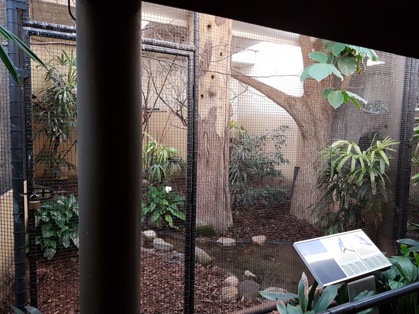 Indoor-aviary Birdhouse - Fruit-dove and Siccor-billed starling