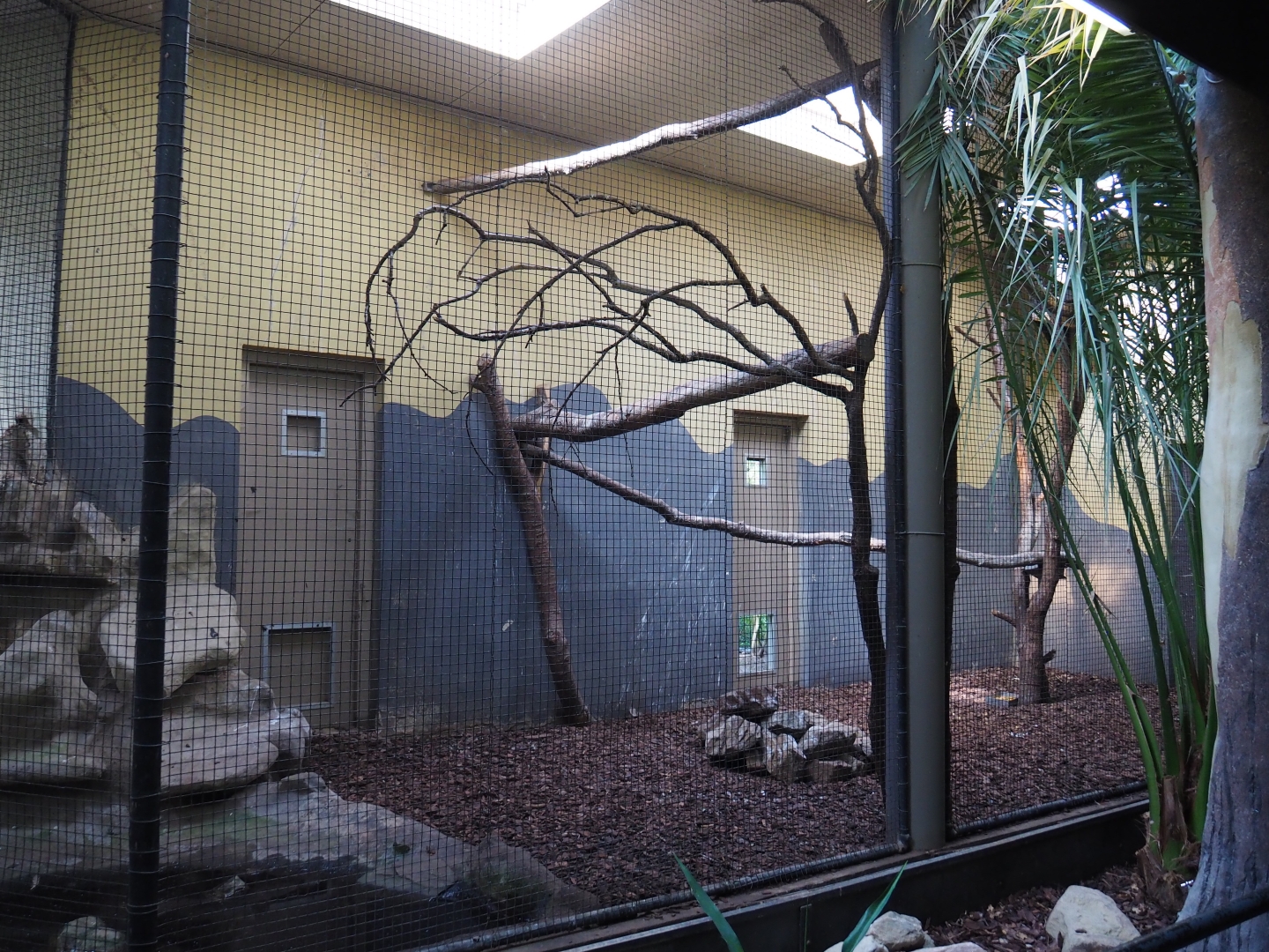 Indoor aviary Black hornbill - Satyr tragopan (Sep 16th, 2018)