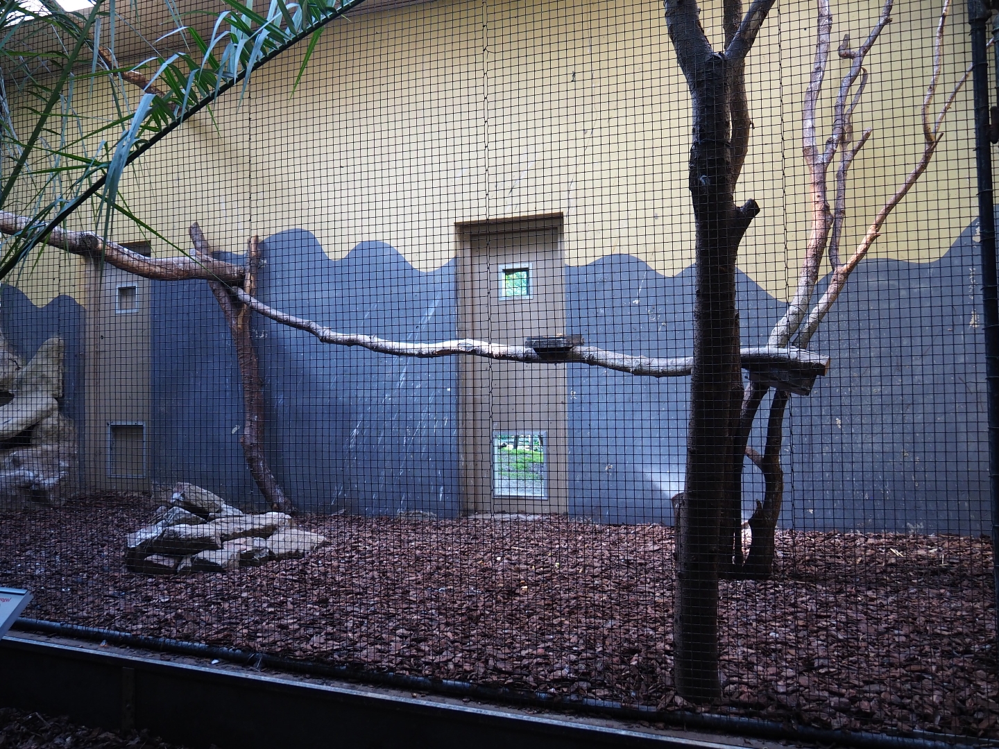 Indoor aviary Black hornbill - Satyr tragopan (Sep 16th, 2018)