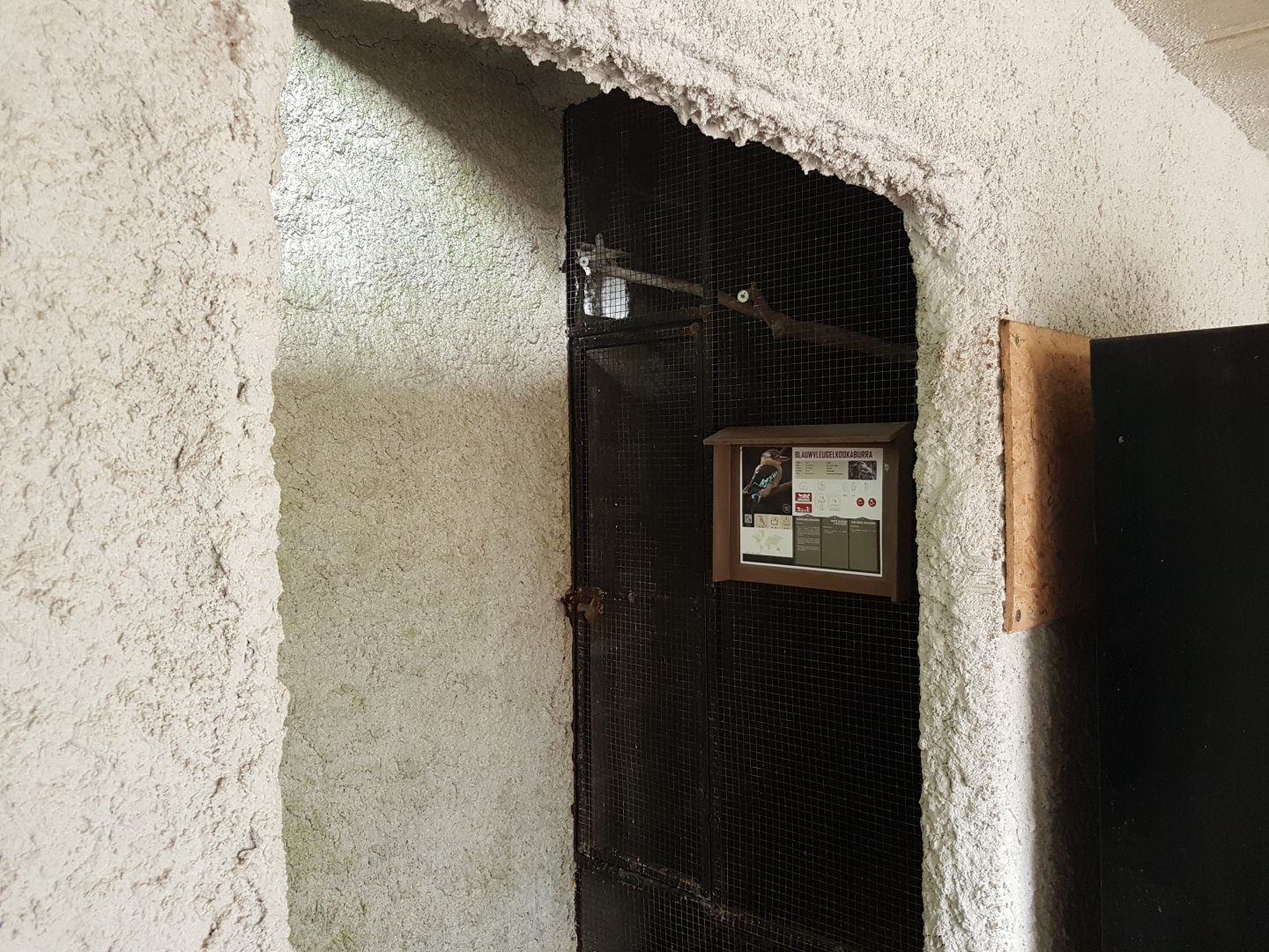 Indoor-aviary Blue-winged kookaburra